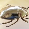Besouro raro com coloração única é disputado por colecionadores (Reprodução  Wikimedia Commons)